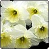  Creamy White Daffodils 