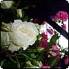 Iceberg Rose