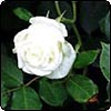 Unknown White Rose