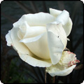  My Mad May Roses 