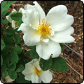  Old Fashioned Rose Garden 