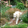 Down the Garden Path