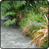  Downstream to the Willow Tree 