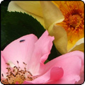  Hitching Post Climbing Roses 