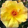 Windrush Rose