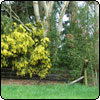  Wilderness Behind the Pond 