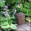 Wooden Decking Path