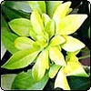 Choisya Sundance