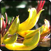 Yippee for Yellow