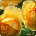Graham Thomas Yellow Roses