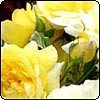 Willow Tree Garden Roses