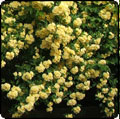  Banksia Lutea Rose 