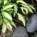  Gardening Articles from 2002 