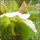  Gardening Articles from 2004 