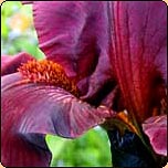  Gardening Articles from 2005 