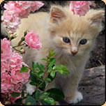  Gardening Articles from 2006 