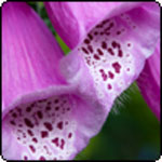  Gardening Articles from 2008 