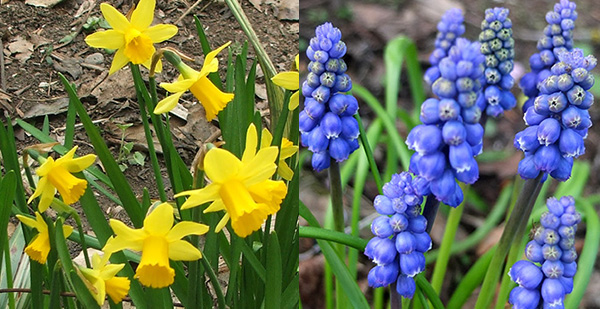  Miniature daffodils and Muscari. 