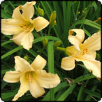  Gardening Articles from 2012. 