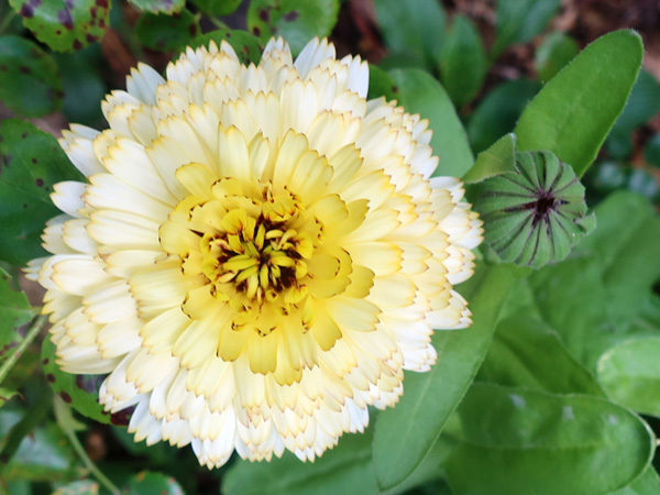  Such an unusual variety. 