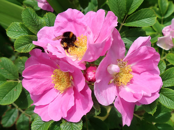  A Canadian bred rose. 