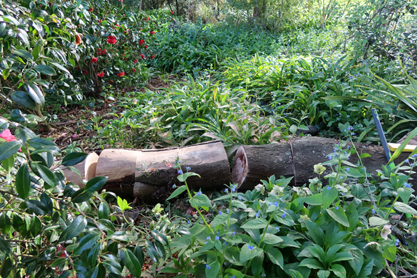  Firewood for next winter. 