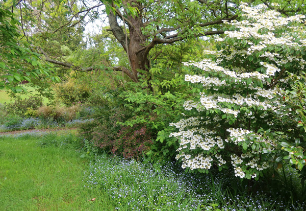  A beauty in mid-spring. 