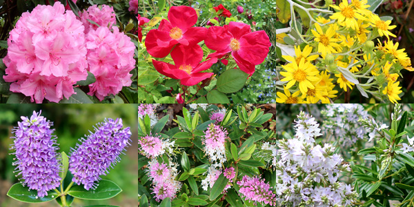  Top row from left : Alice, Rosa Moyesii, Senecio. Bottome row : various Hebes. 