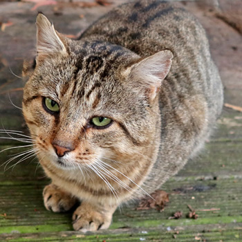  A mackerel tabby. 