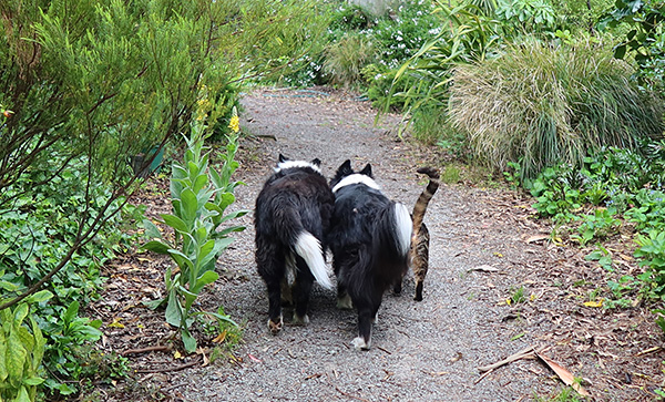  Two dogs and a cat. 