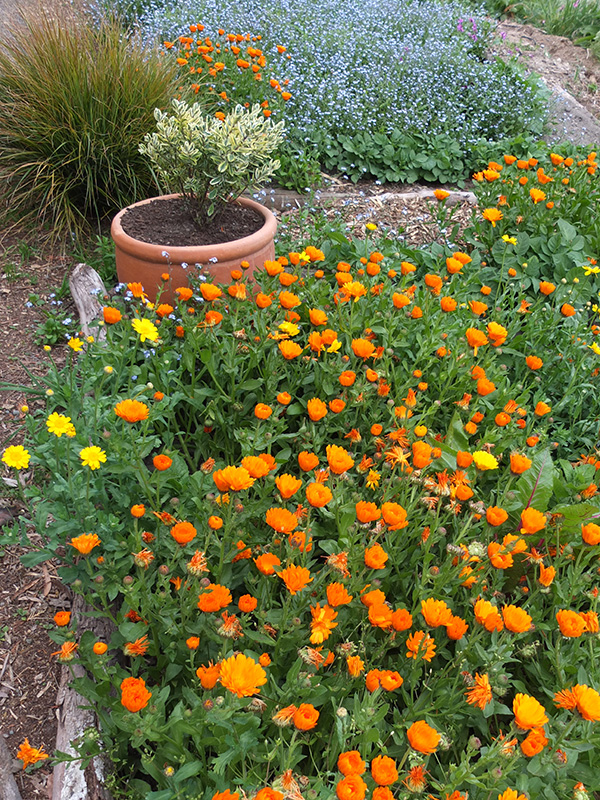  In late spring - Calendulas and Forget-Me-Nots. 