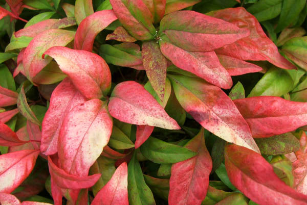  A perfect shrub for autumn colour. 