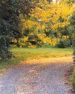  The golden leaves are starting to drop to the ground. 