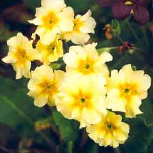  These will flower all winter. 