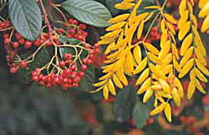  Autumn leaves and berries make a beautiful picture. 