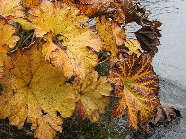  Indian rhubarb. 