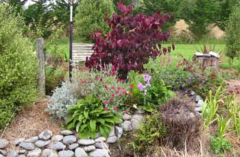  Cercis Forest Pansy showing her beautiful wine red leaves. 