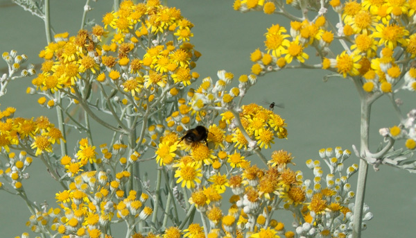  A silver Cinneraria with attendant bee. 