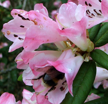  Pink rhododendron? Hmm... 