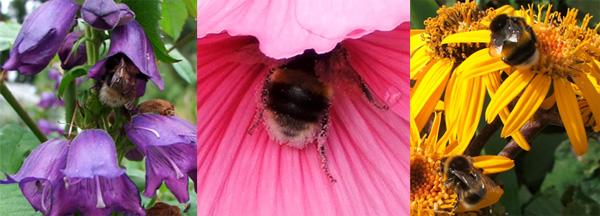  Penstemon, Lavatera, Ligularia 