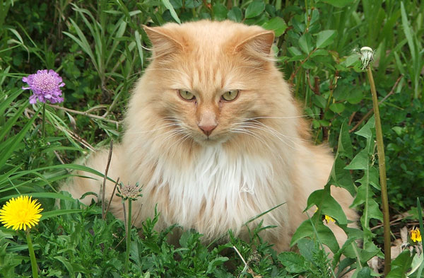  Simply the best gardening cat. 