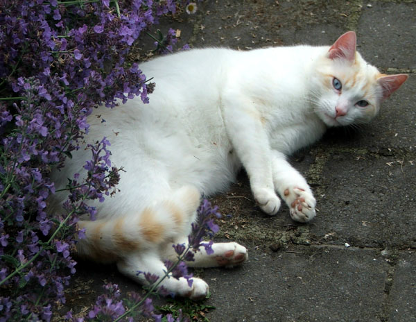  My beautiful white cat. 