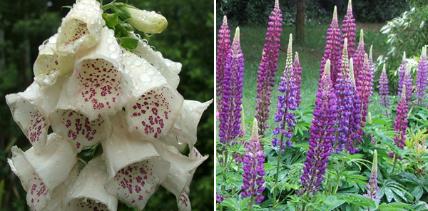  Lupins and Foxgloves. 