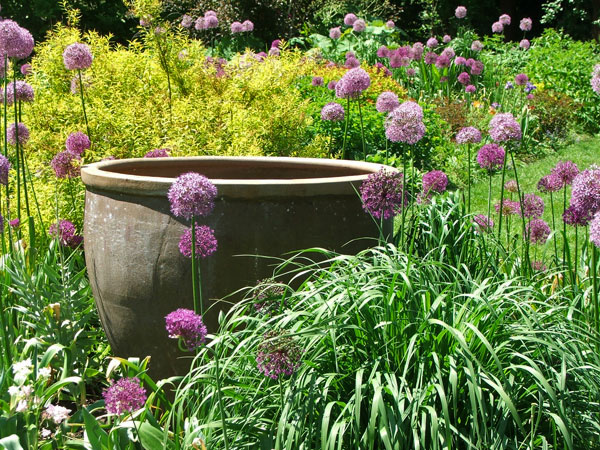  I love these purple alliums! 