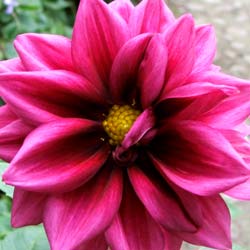  One of a thousand dahlia flowers brightening up the autumn garden. 