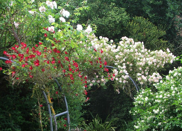  Bloomfield Courage, unknown white, and Phyllis Bide 