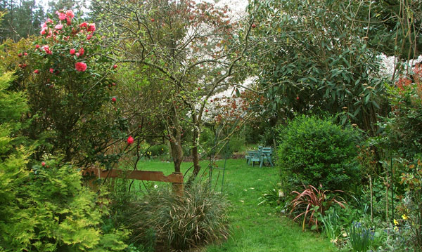  Camellias, blossom trees... 