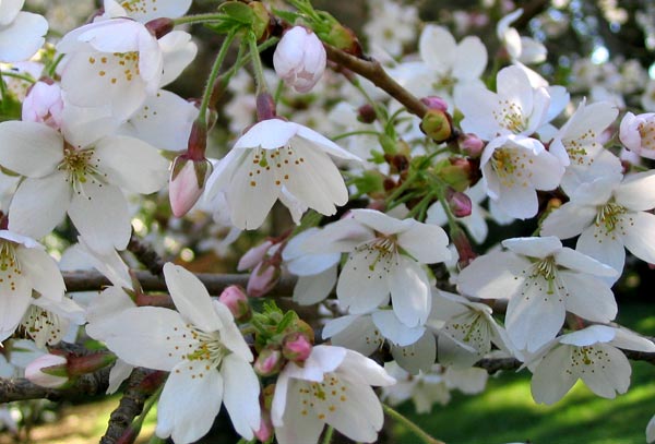 The driveway flowering cherry. The driveway flowering cherry.