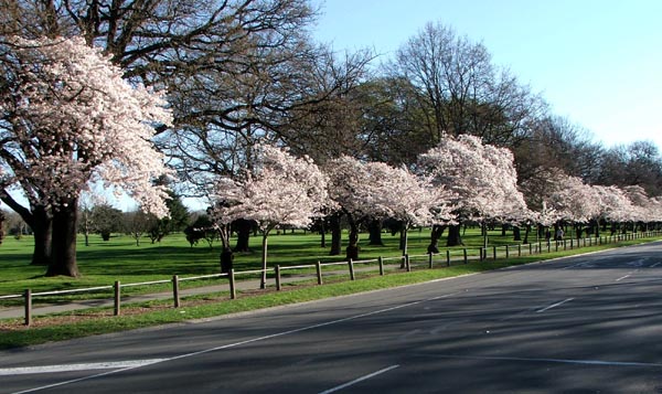  A lovely road to drive down in spring. 