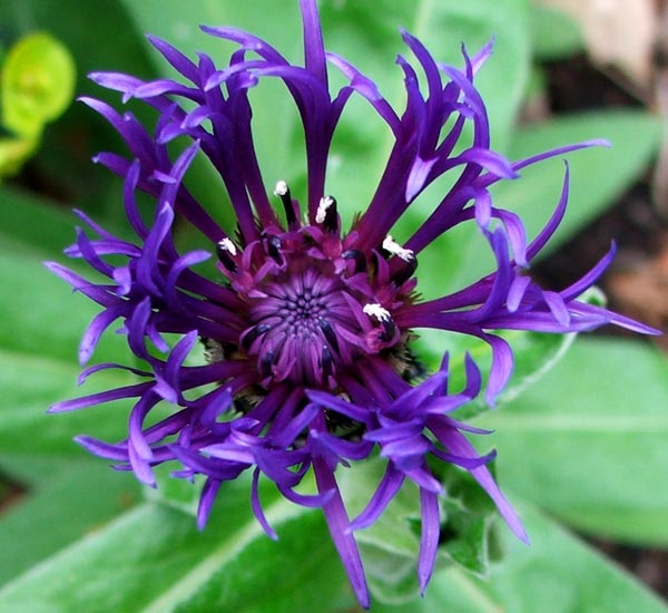 Purple Cornflower Photos